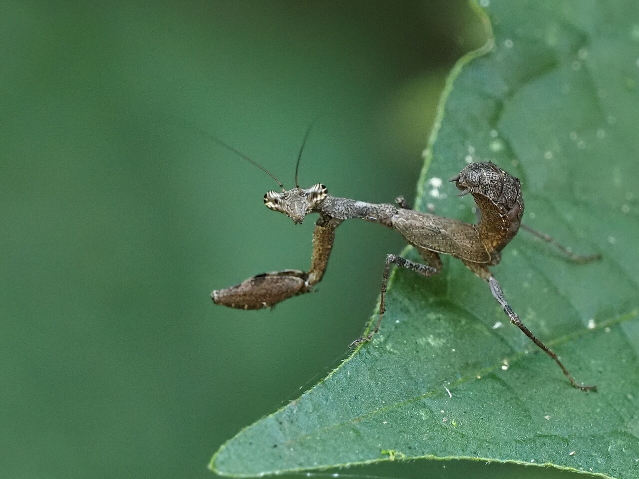 ヒメカマキリ 花鳥風枝 昆虫