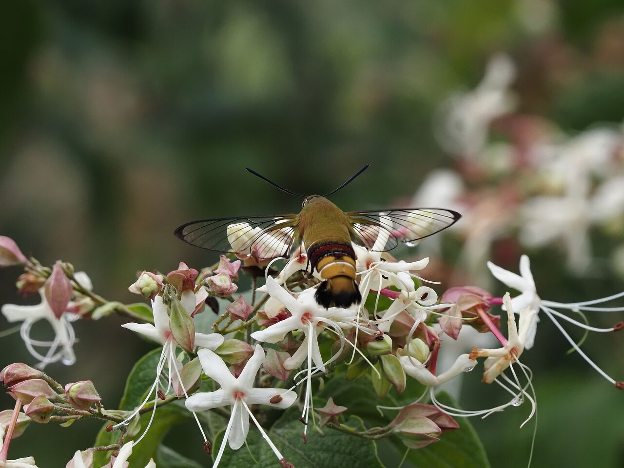 オオスカシバ 花鳥風枝 昆虫