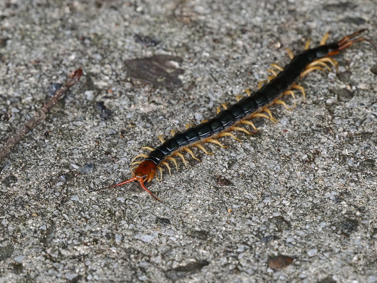 トビズムカデ 花鳥風枝 昆虫