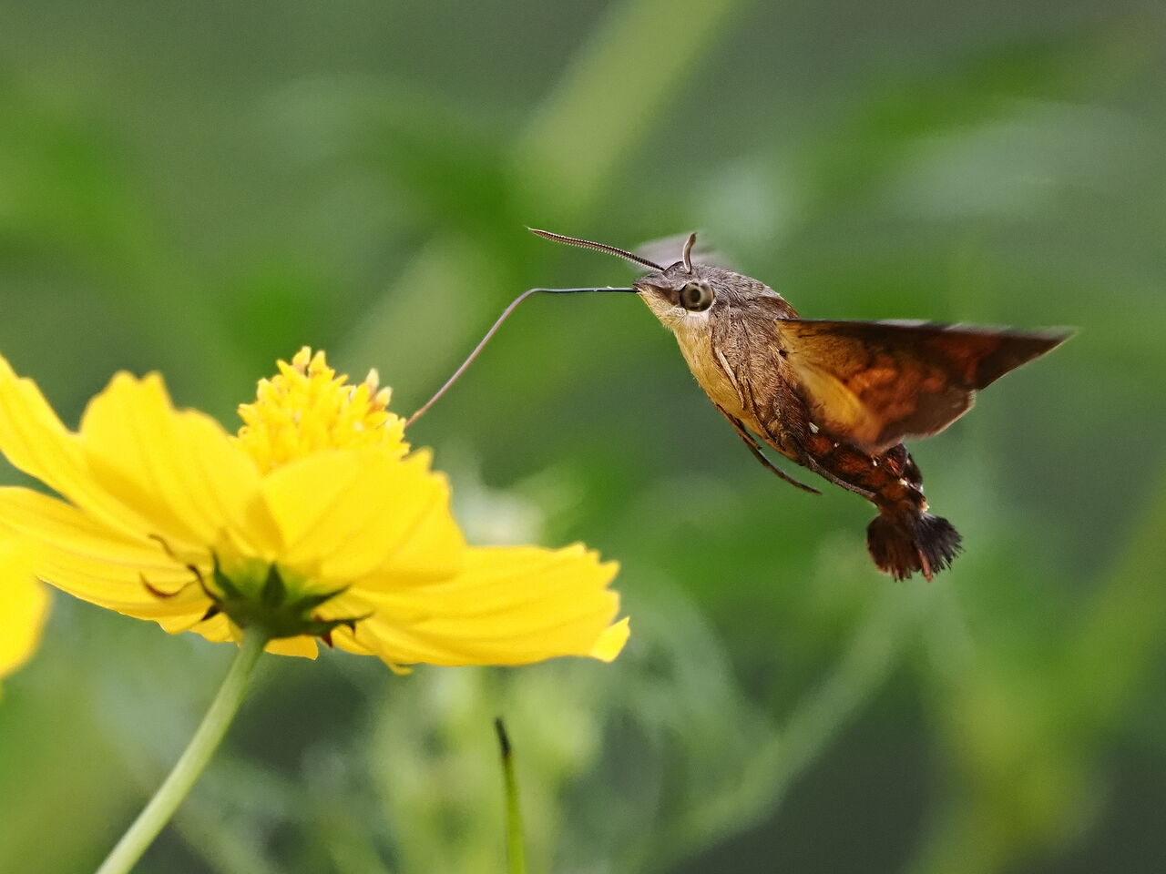 ホシホウジャク 花鳥風枝 昆虫