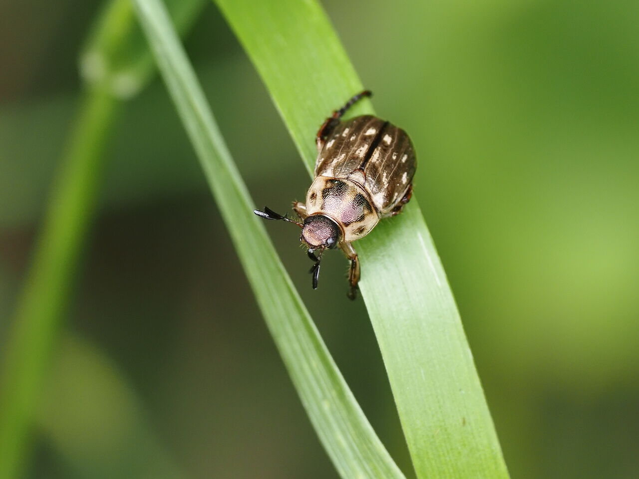 セマダラコガネ 花鳥風枝 昆虫 セマダラコガネ 花鳥風枝 昆虫