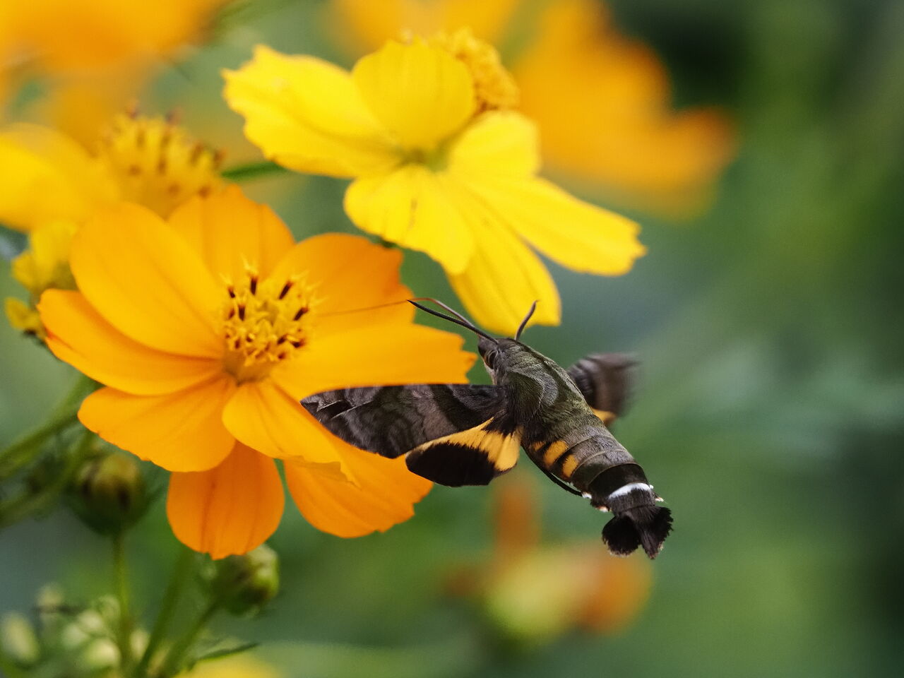 ホシホウジャク 花鳥風枝 昆虫