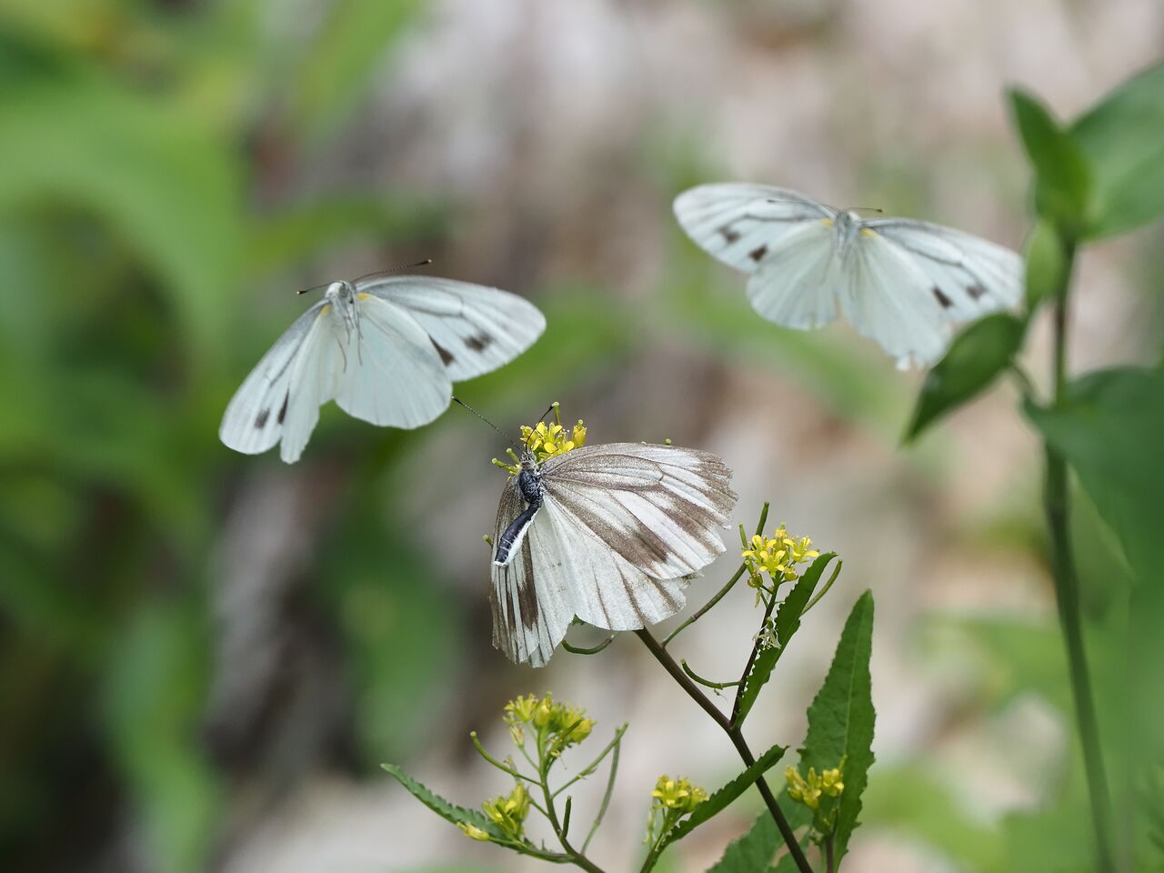スジグロシロチョウ 花鳥風枝 昆虫