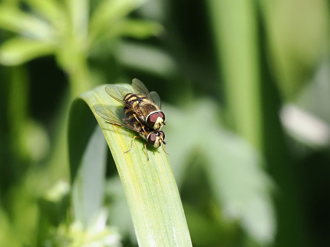 フタホシヒラタアブ 花鳥風枝 昆虫