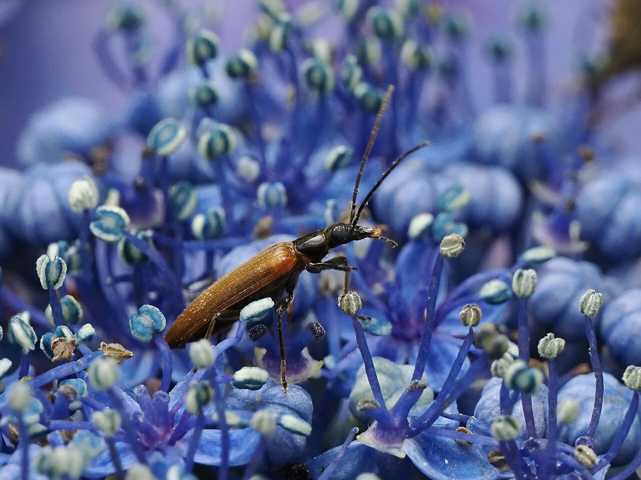 キバネカミキリモドキ : 花鳥風枝「昆虫」