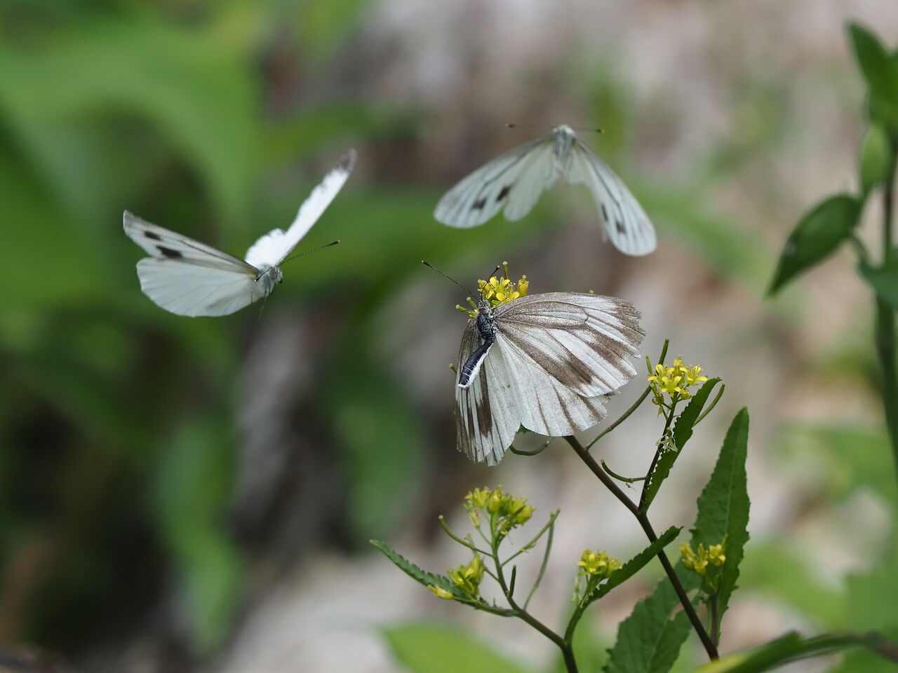 スジグロシロチョウ 花鳥風枝 昆虫