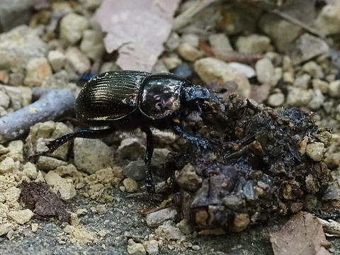 P8100690ｾﾝﾁｺｶﾞﾈ和泉葛城山