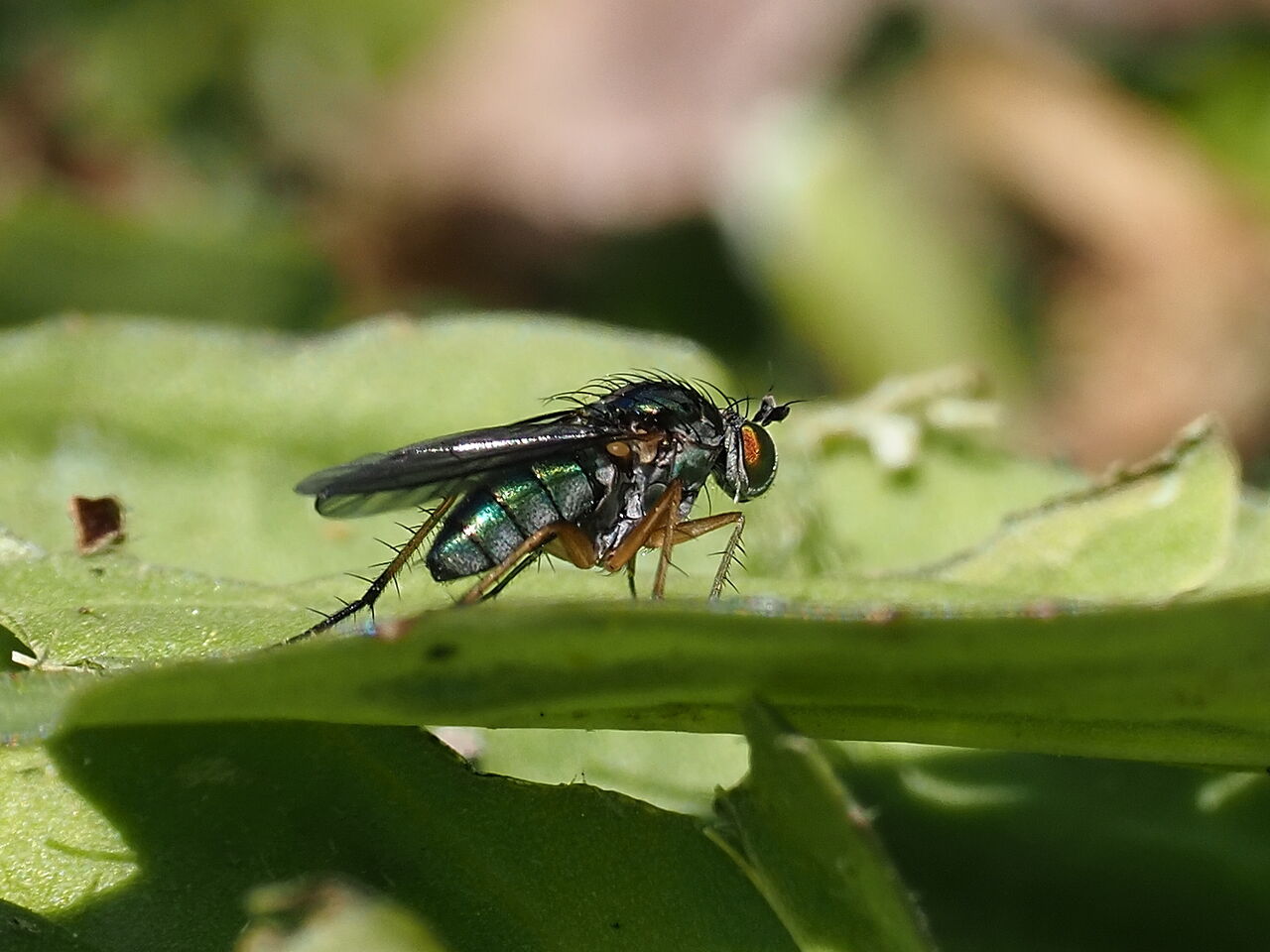 泉佐野丘陵緑地の昆虫たち 花鳥風枝 昆虫