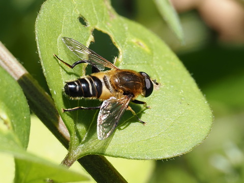 P4110420ｱｼﾌﾞﾄﾊﾅｱﾌﾞ