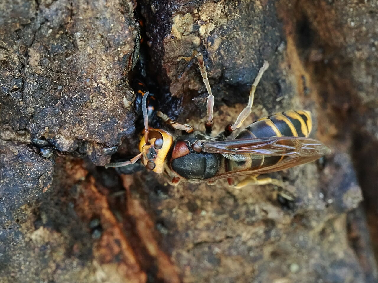 モンスズメバチ 花鳥風枝 昆虫