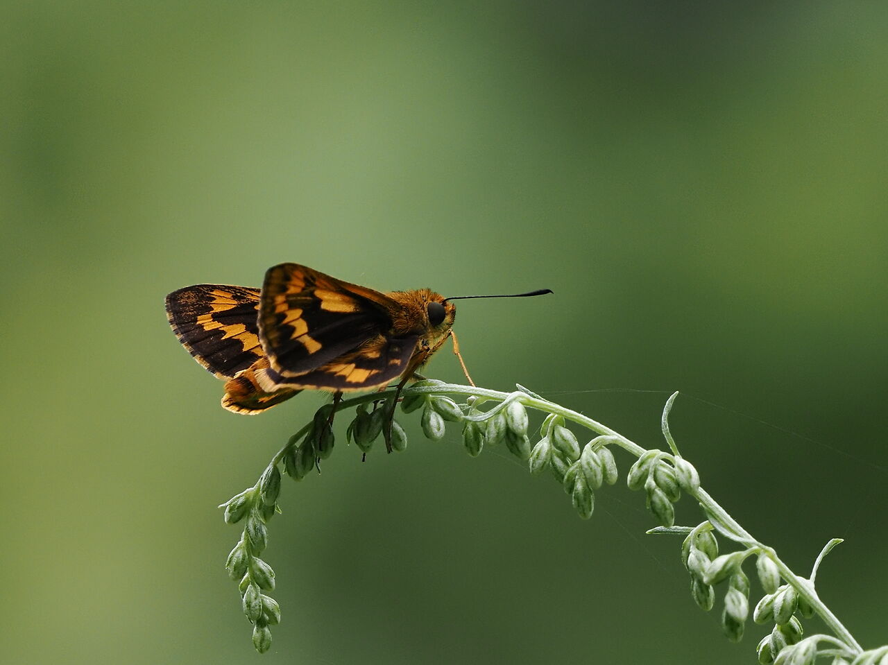 キマダラセセリ 花鳥風枝 昆虫