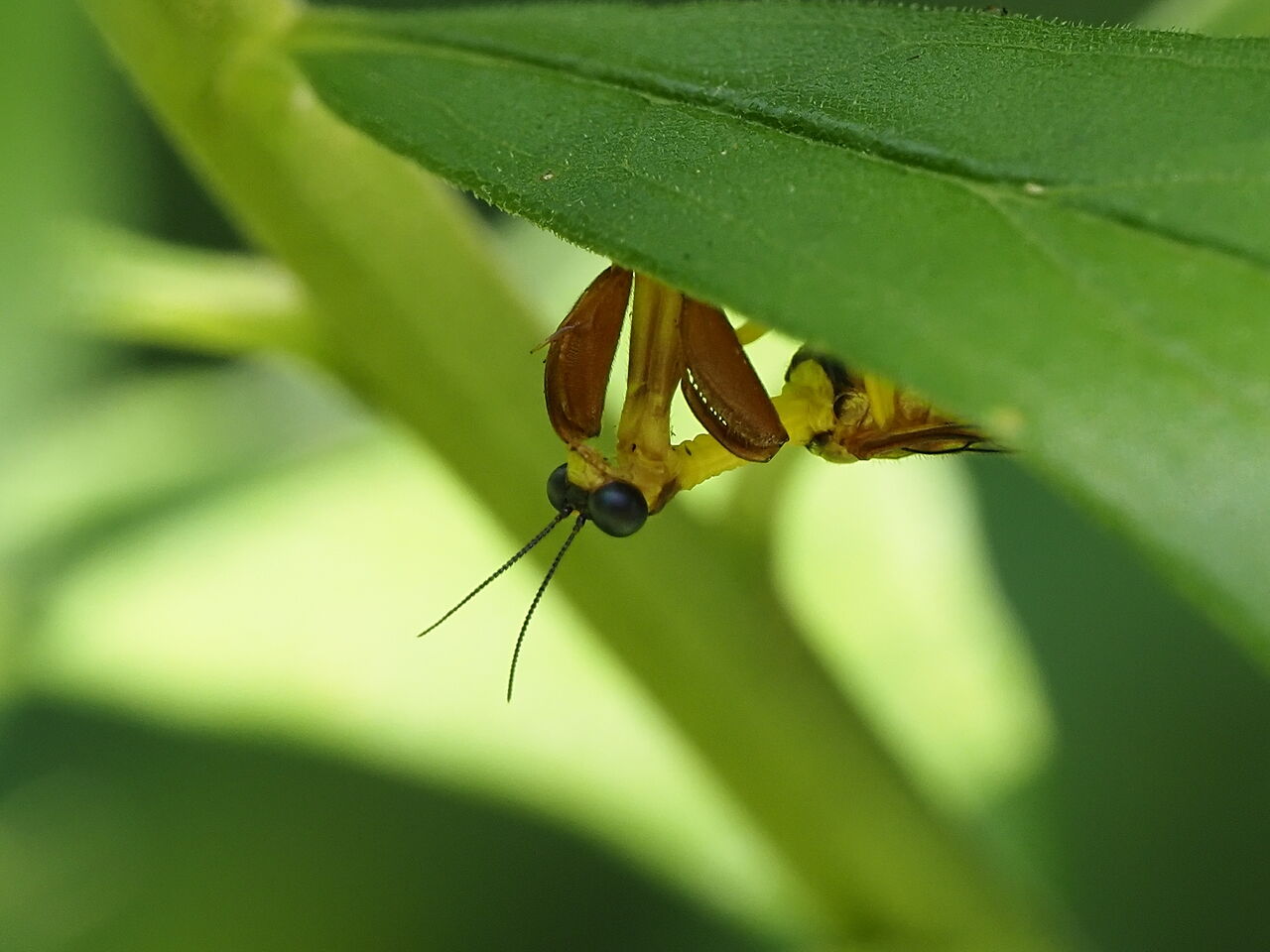 キカマキリモドキ 花鳥風枝 昆虫