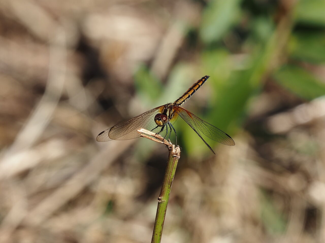 花鳥風枝「昆虫」
	  ベニトンボ♀
	コメント