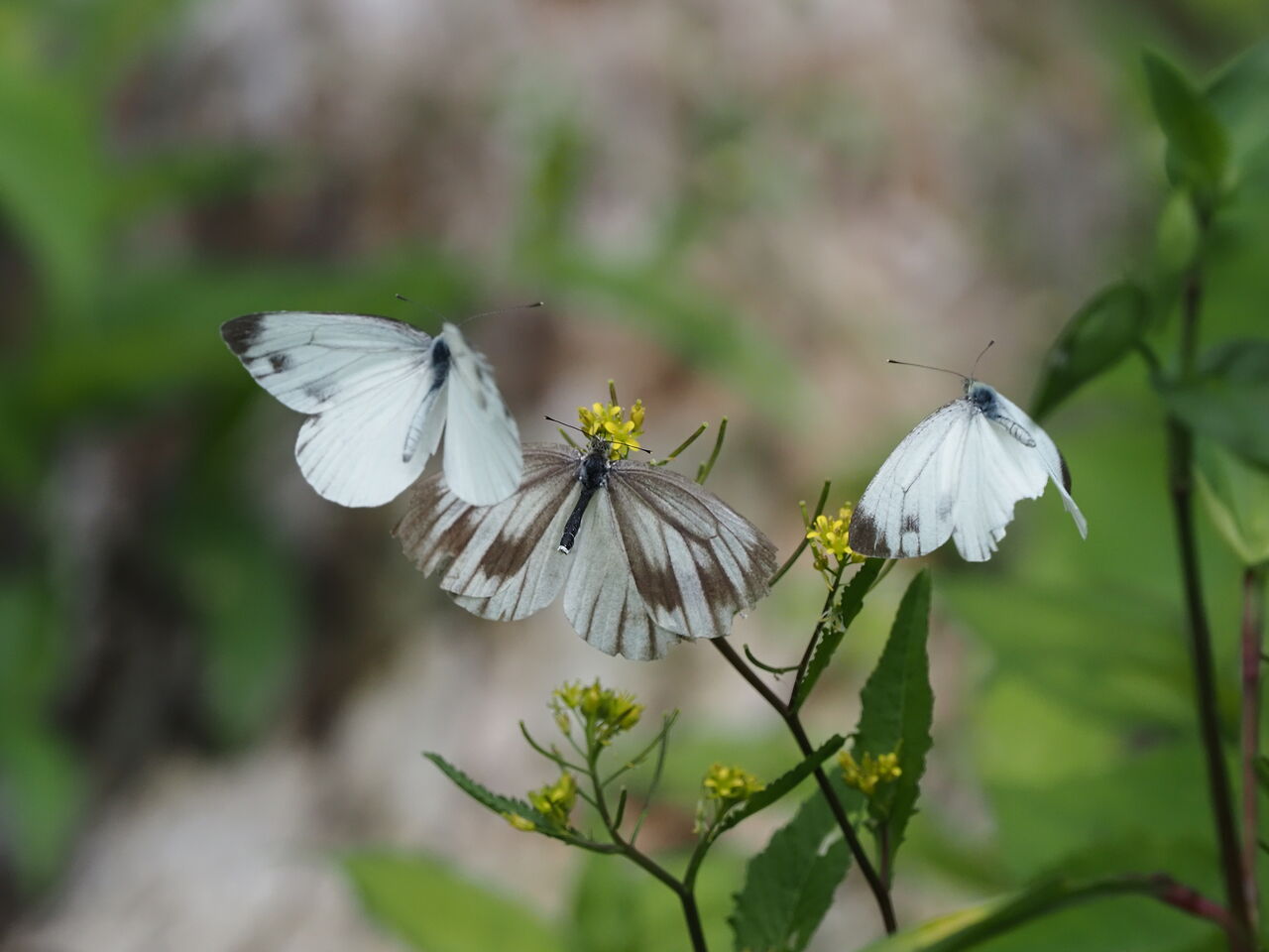 スジグロシロチョウ 花鳥風枝 昆虫