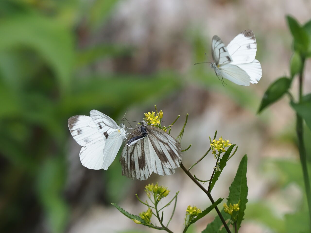 スジグロシロチョウ 花鳥風枝 昆虫