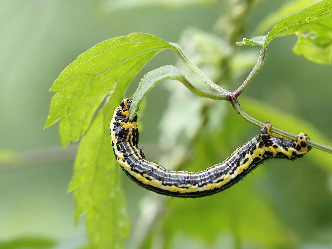 トビネオオエダシャクの幼虫 花鳥風枝 昆虫