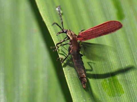 P7220278ﾍﾞﾆﾎﾞﾀﾙ和泉葛城山