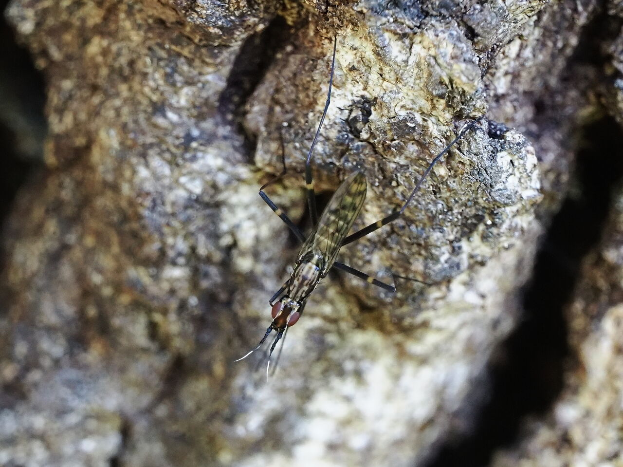 モンキアシナガヤセバエ 花鳥風枝 昆虫