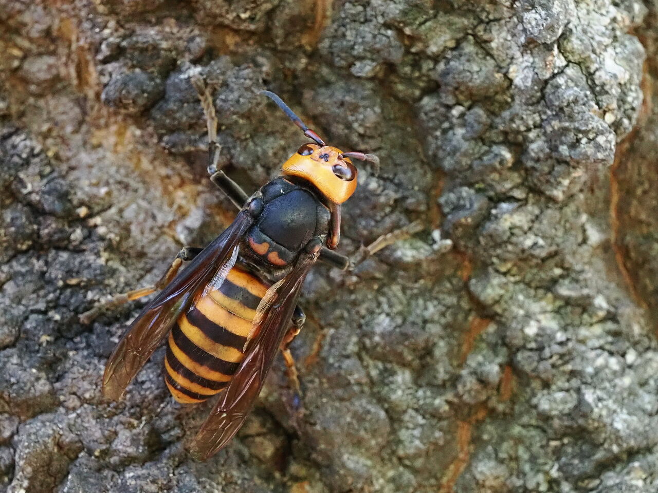 オオスズメバチ 花鳥風枝 昆虫