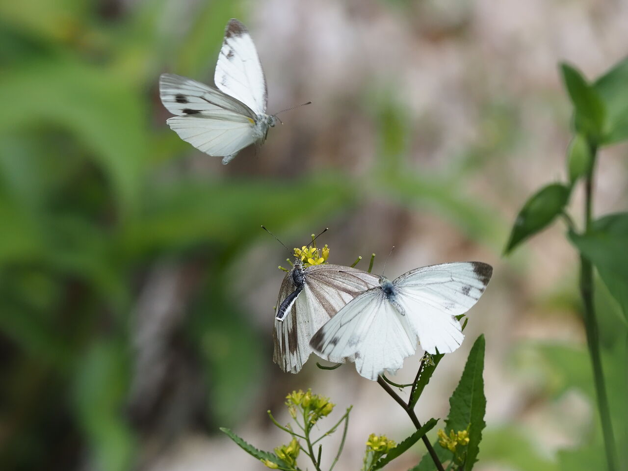 スジグロシロチョウ 花鳥風枝 昆虫