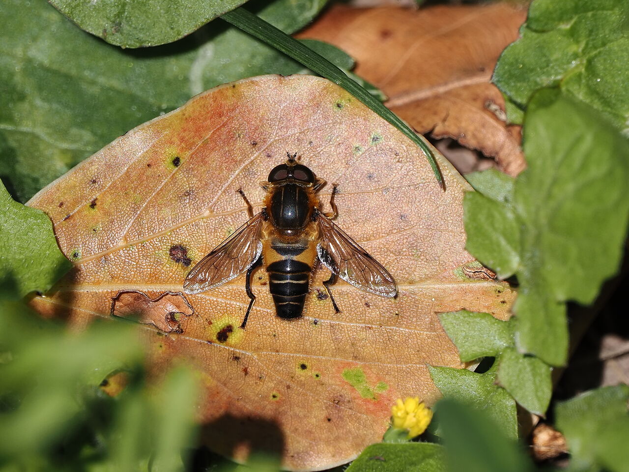 アシブトハナアブ 花鳥風枝 昆虫