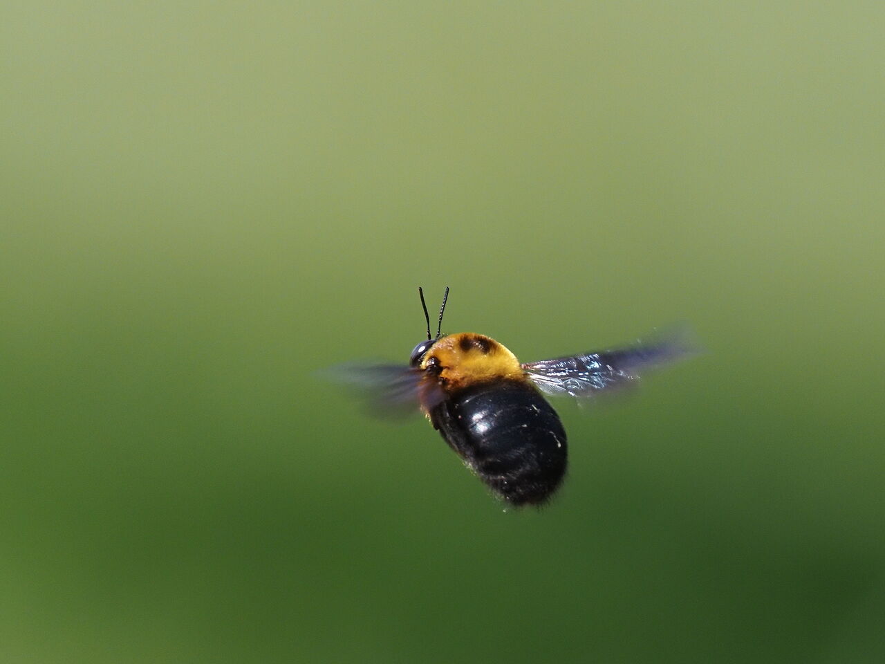 クマバチ 花鳥風枝 昆虫
