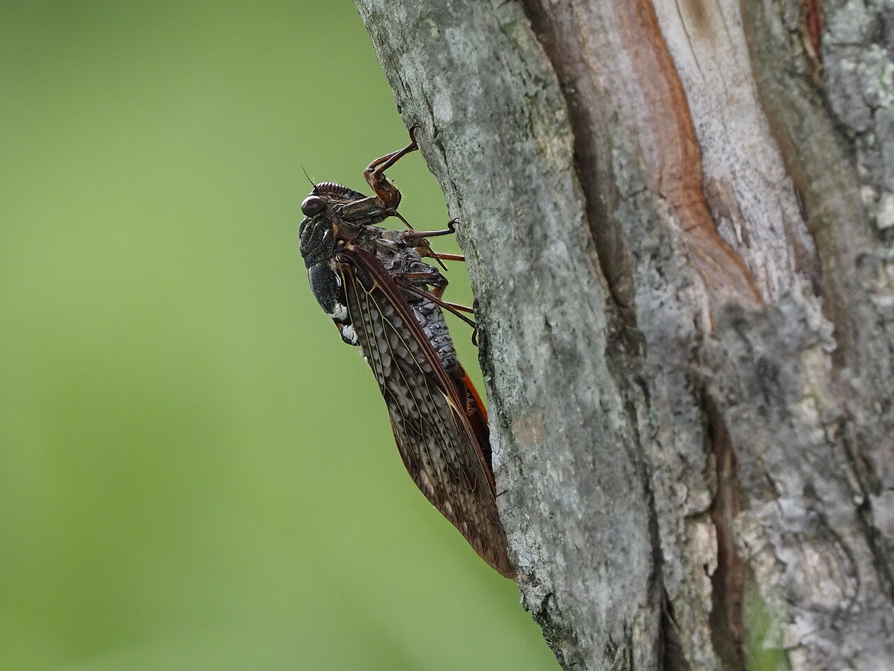 クマゼミ アブラゼミ 花鳥風枝 昆虫