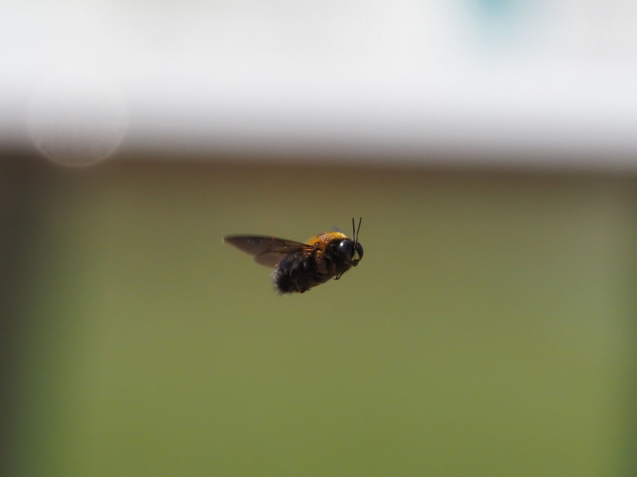 クマバチ 花鳥風枝 昆虫