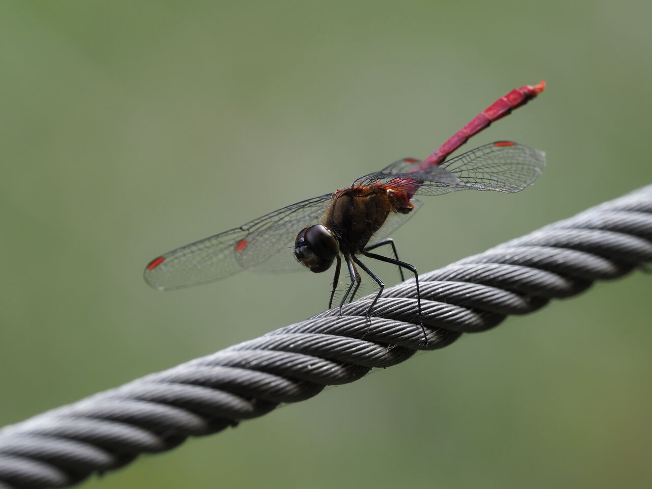 マユタテアカネ 花鳥風枝 昆虫