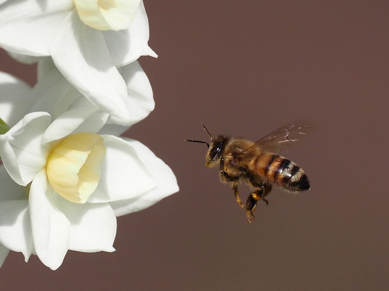 ホバリング 花鳥風枝 昆虫