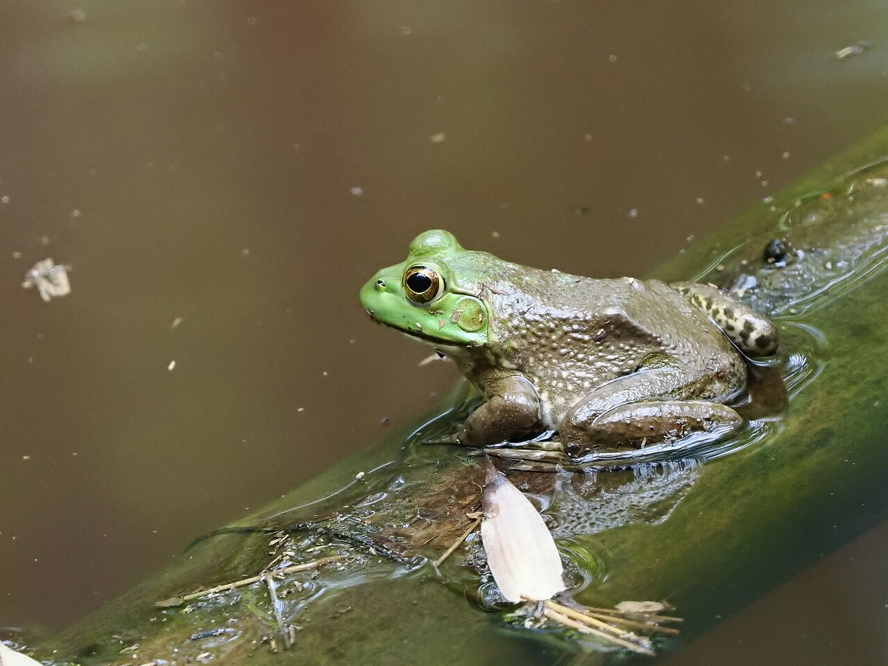 ウシガエル : 花鳥風枝「昆虫」