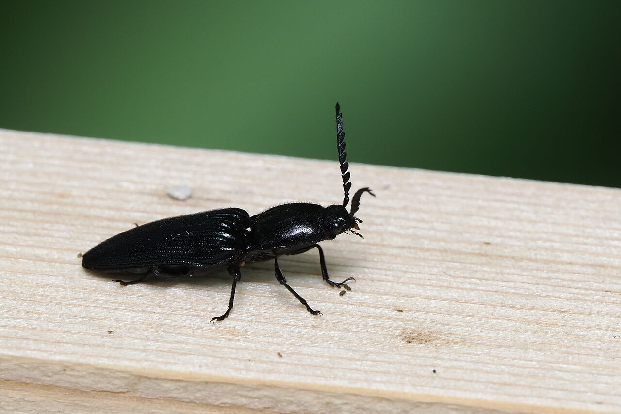 コメツキムシ未同定種 : 花鳥風枝「昆虫」