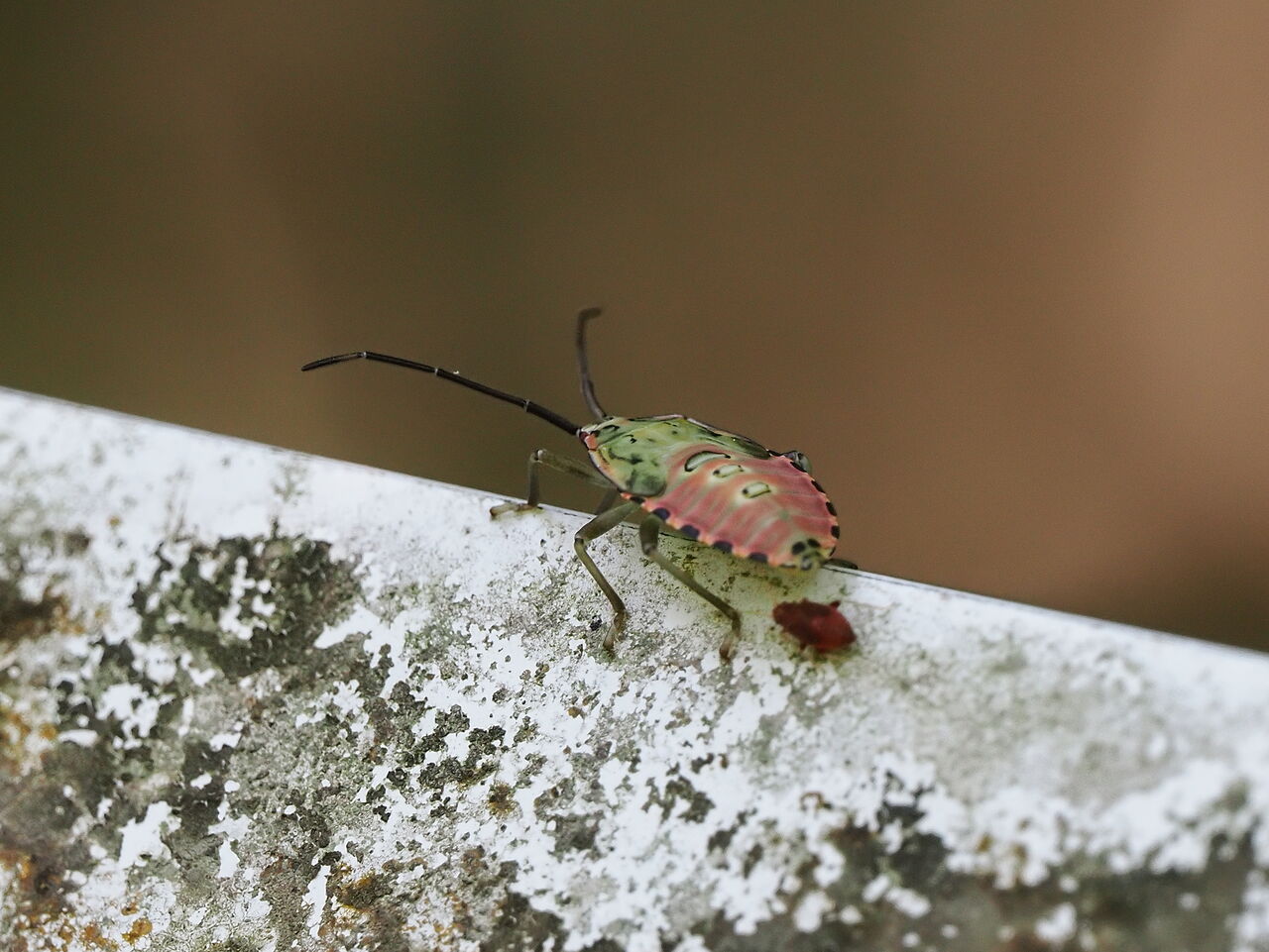 クヌギカメムシ幼虫 未同定 花鳥風枝 昆虫