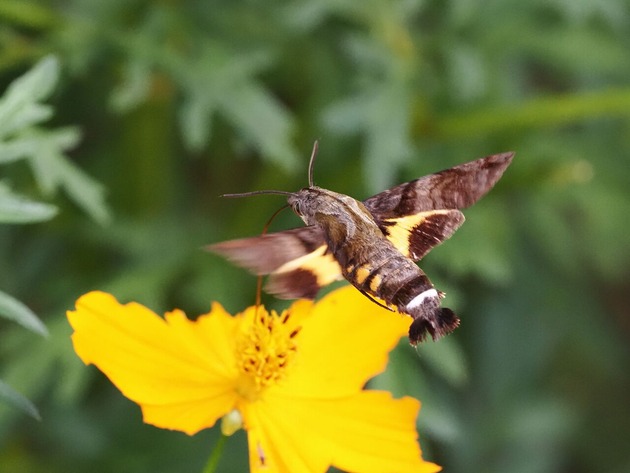 ホシホウジャク 花鳥風枝 昆虫