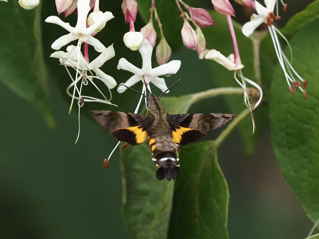 ホシホウジャク 花鳥風枝 昆虫