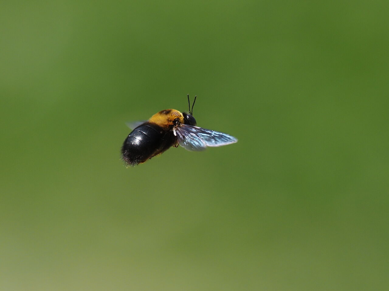 クマバチ 花鳥風枝 昆虫