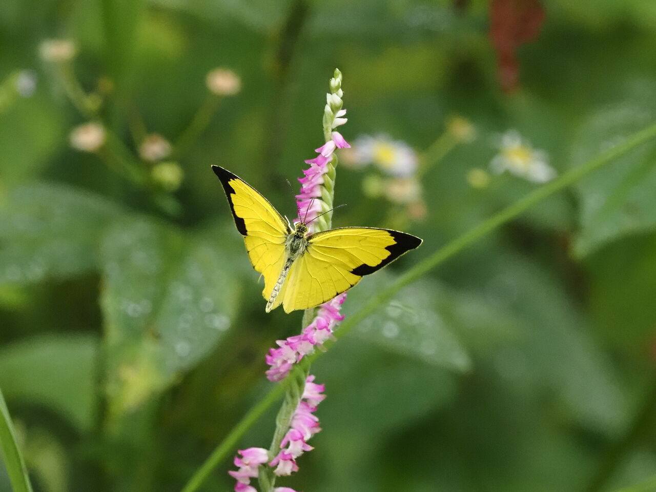 キタキチョウ 花鳥風枝 昆虫