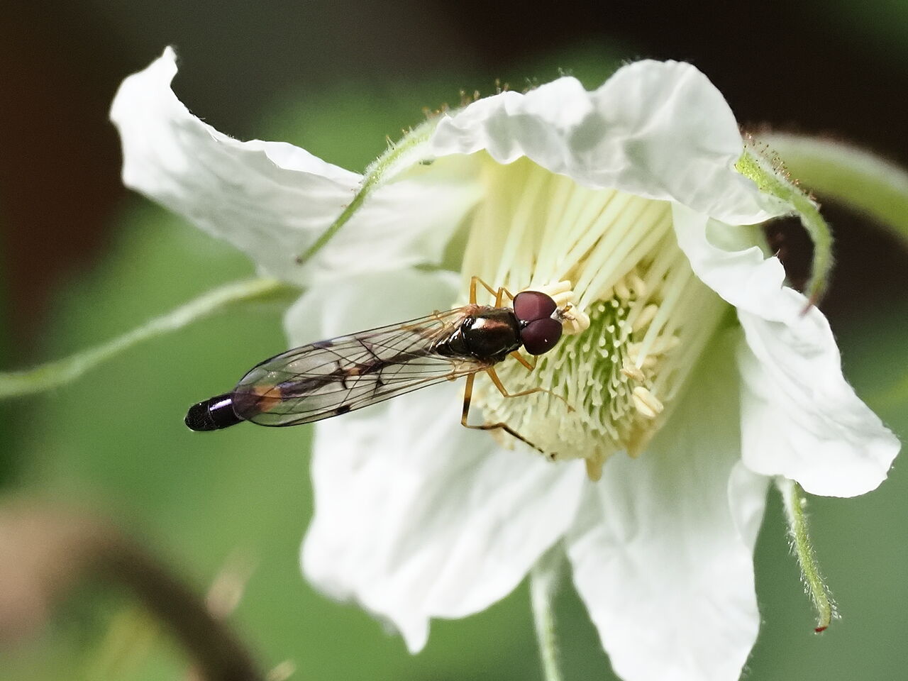 マダラコシボソハナアブ 花鳥風枝 昆虫