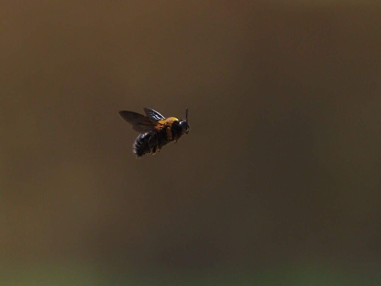 クマバチ 花鳥風枝 昆虫