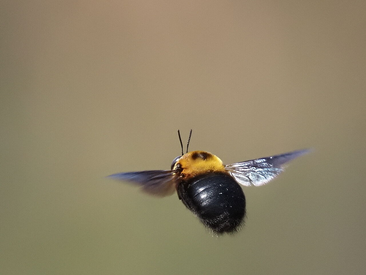 クマバチ 花鳥風枝 昆虫