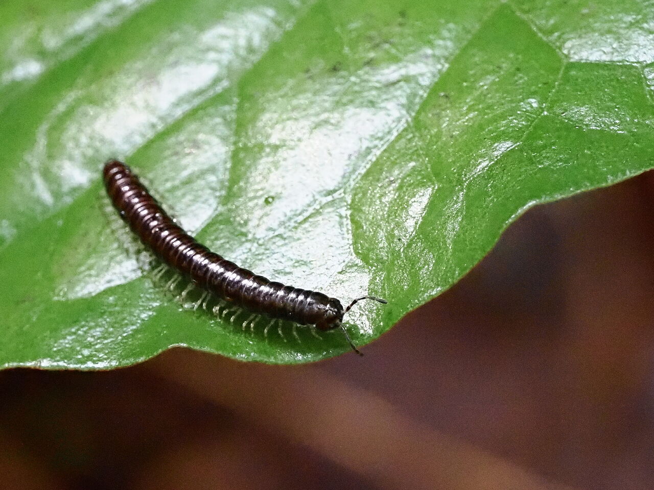 ヤスデの仲間 花鳥風枝 昆虫