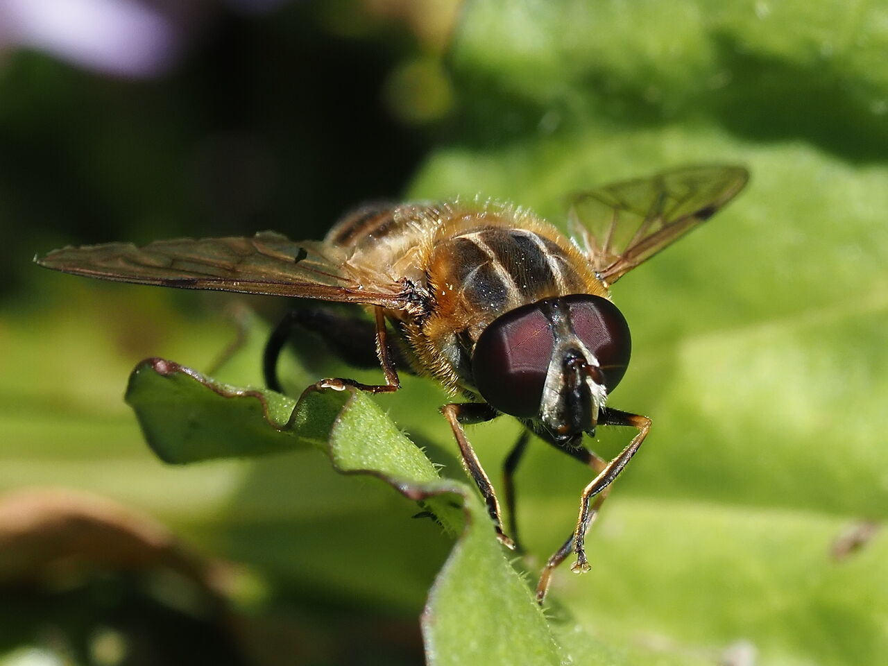 21年04月11日 花鳥風枝 昆虫