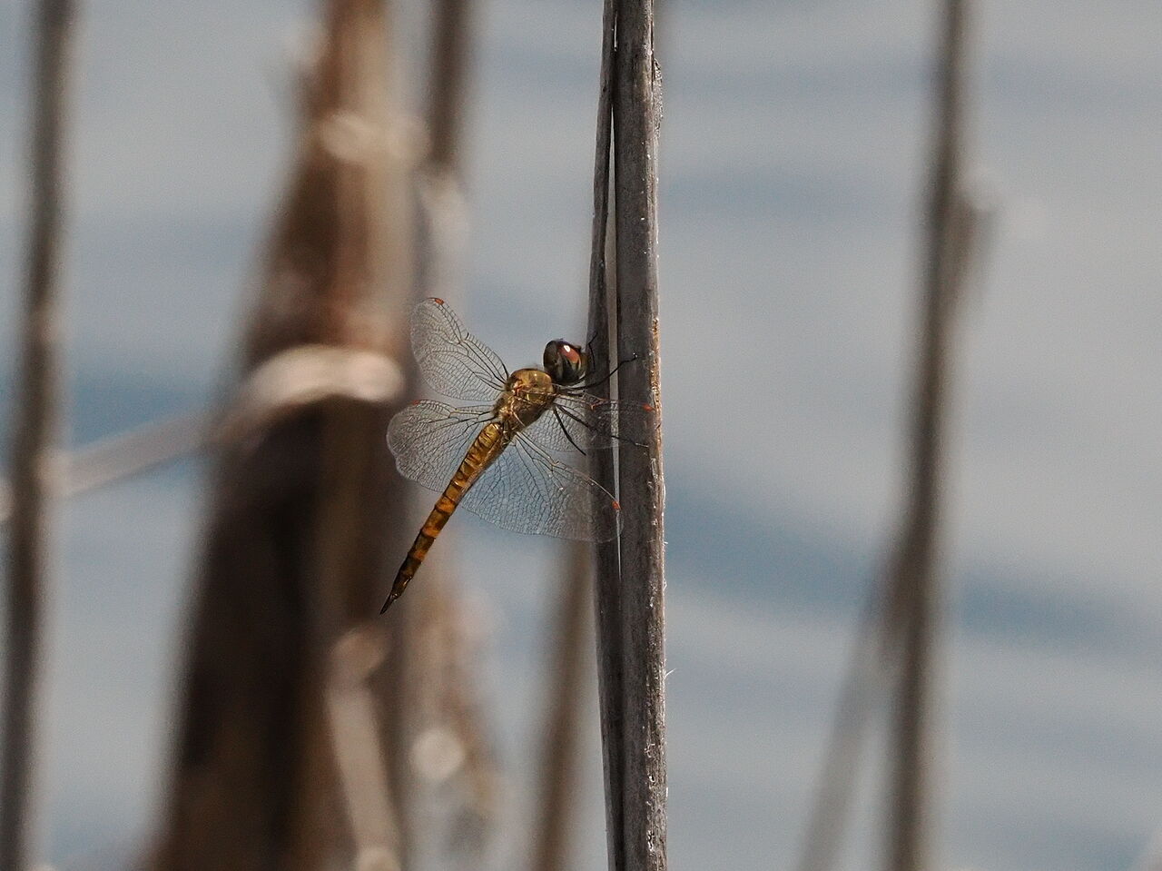 ウスバキトンボ 花鳥風枝 昆虫