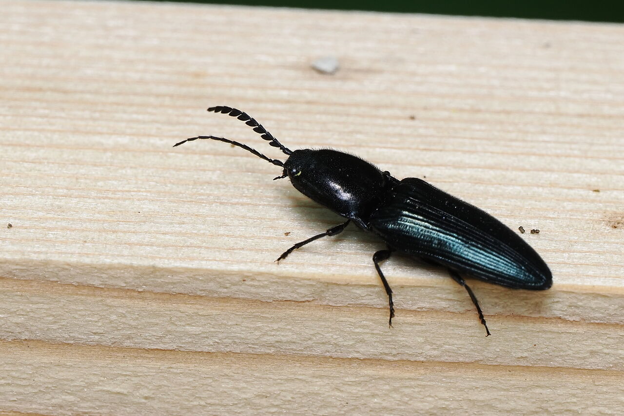 コメツキムシ未同定種 : 花鳥風枝「昆虫」