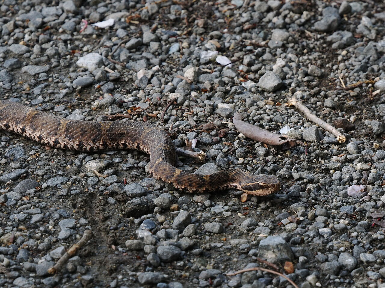 マムシ(ニホンマムシ) : 花鳥風枝「昆虫」