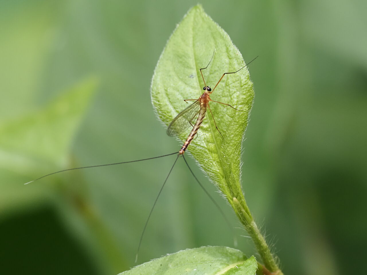 ガガンボカゲロウ 花鳥風枝 昆虫