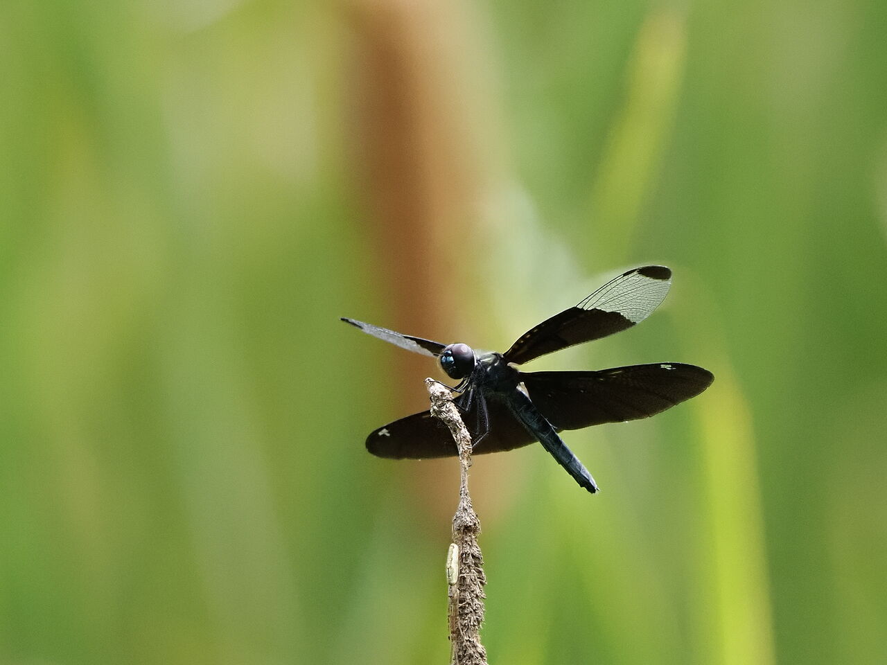 チョウトンボ 花鳥風枝 昆虫