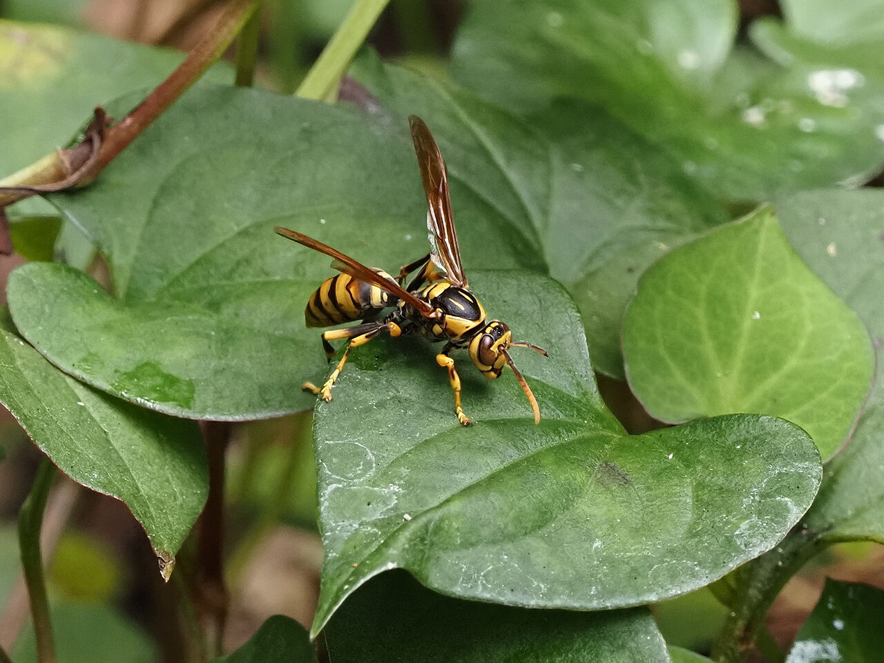キアシナガバチ 花鳥風枝 昆虫