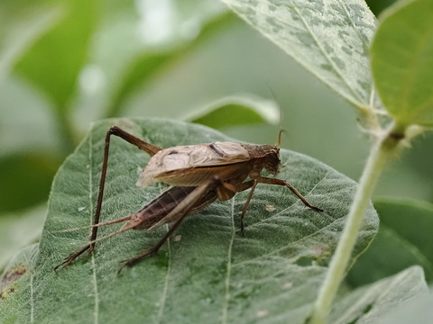 マツムシ : 花鳥風枝「昆虫」