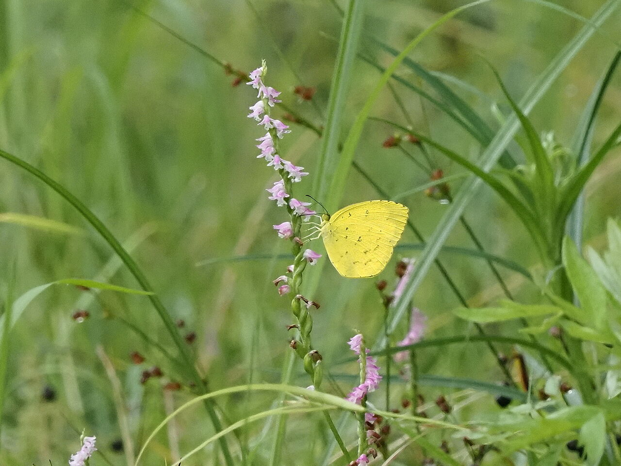 キタキチョウ 花鳥風枝 昆虫